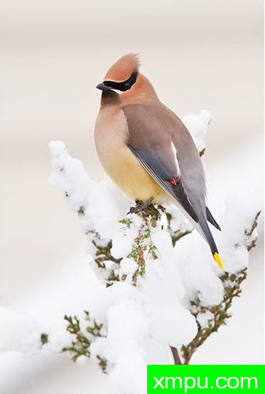 太平鸟01--著名摄影师：大卫考特尼摄影.