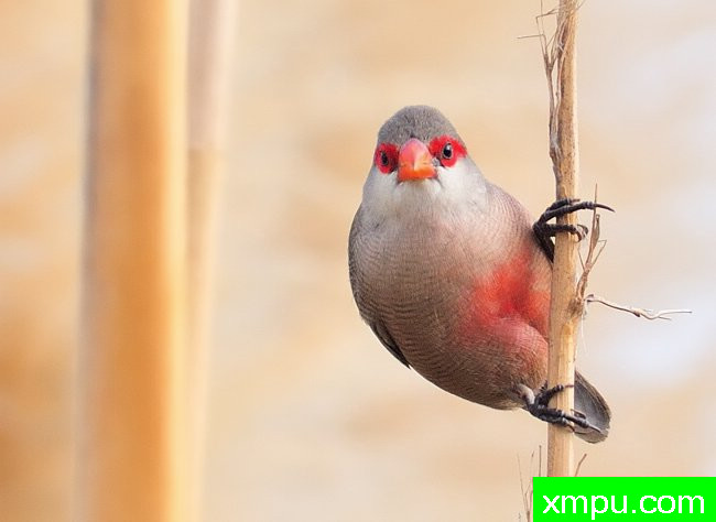 红眼眉--摄影培育师：何塞米格尔罗德里格斯摄影[法国]