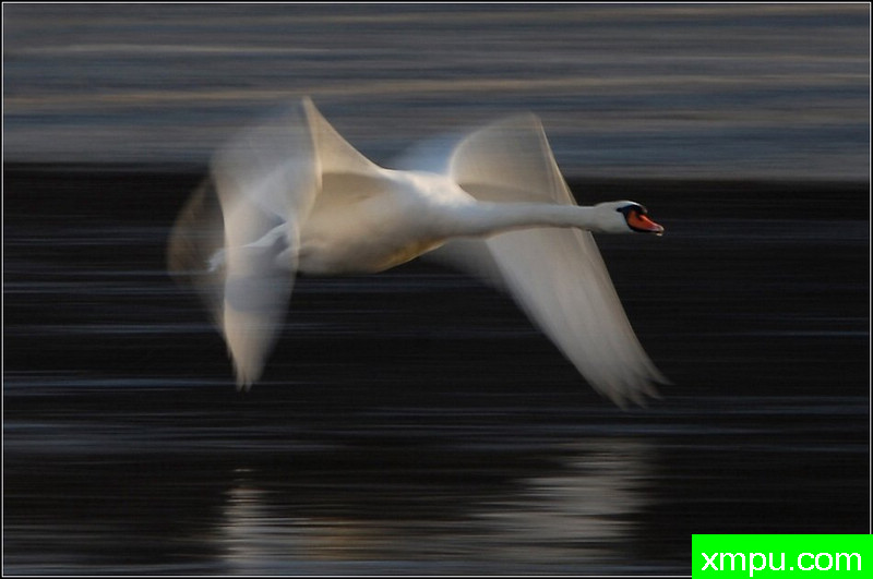 天鹅飞行的动力---摄影师：迪特尔Biskamp摄影