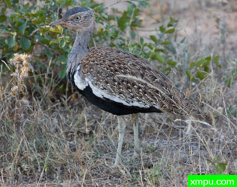 红冠科汉---摄影师：迈克尔莫斯摄影