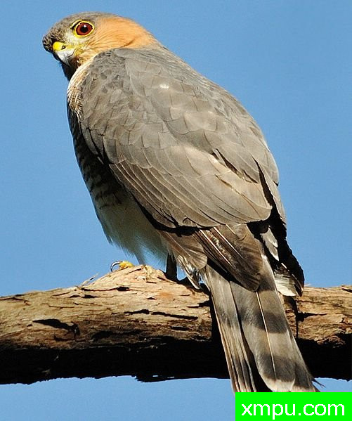 Rican_Sharp-shinned_hawk_sitting_on_tree_ 夏普鹰[波多黎各]