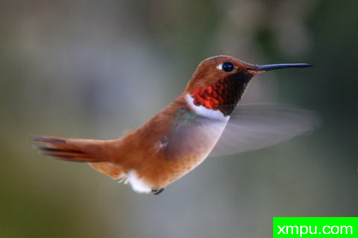 红褐色的蜂鸟---摄影师： 达伦Colello  摄影
