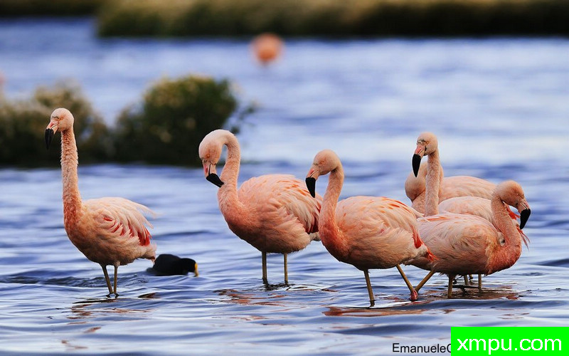 火烈鸟[ 阿根廷]--摄影师：李玛诺卡斯特罗诺沃摄影[意大利]