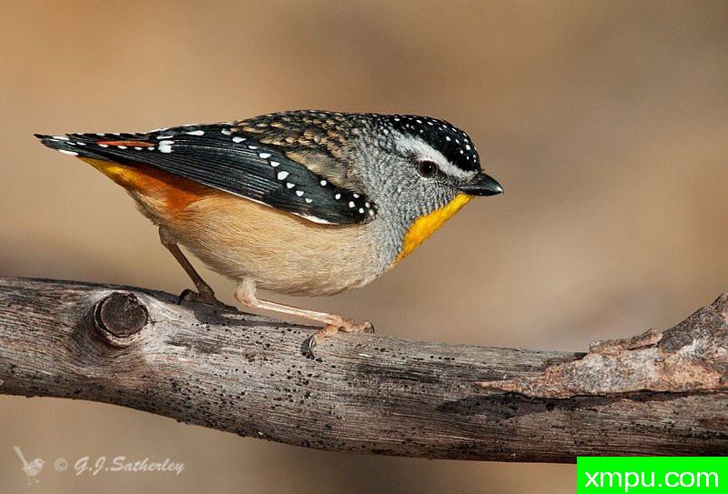 斯波蒂德帕达--著名荒野摄影师：杰拉德摄影