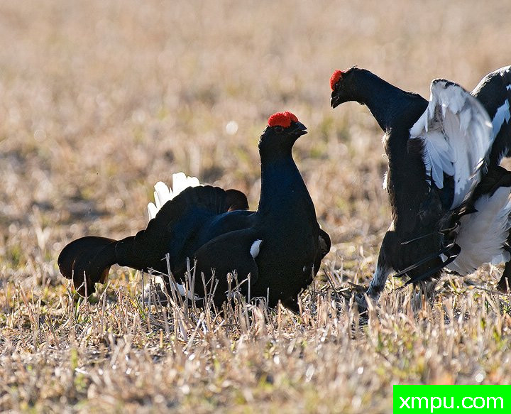 斗鸡2[芬兰]--摄影师：李玛诺卡斯特罗诺沃摄影[意大利]