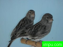 法国黑色金丝雀波尔多赛获奖盖伊杰作\Internazionale_Reggio_Emi