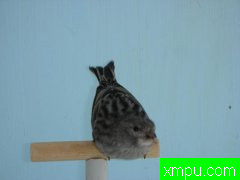 法国黑色金丝雀波尔多赛获奖盖伊杰作\Internazionale_Reggio_Emi