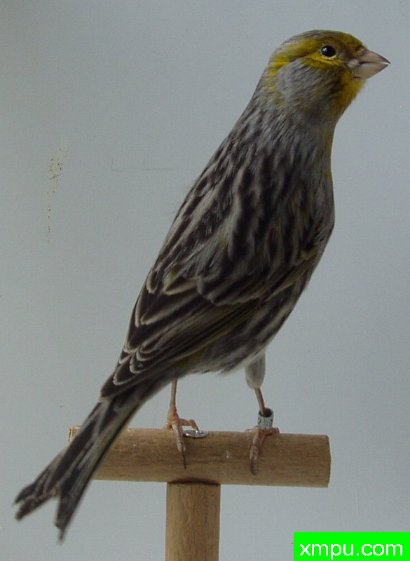 金丝雀--黑人黄色花叶[法国]