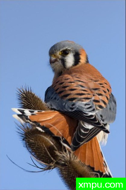 美丽的红隼--著名自然摄影师：肯阿彻摄影