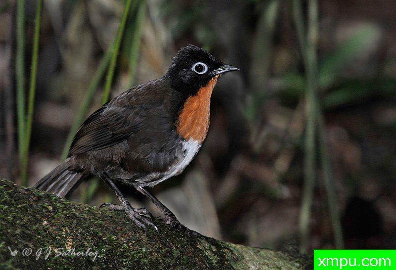 Cowchilla  [澳大利亚]--摄影师：杰拉德Satherley摄影