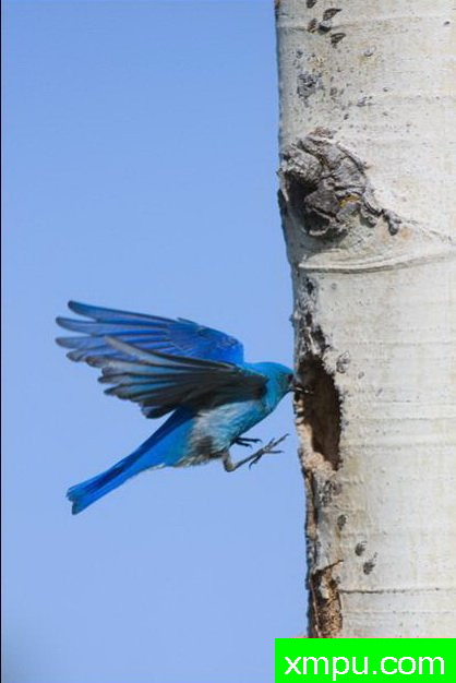 归家--著名自然摄影师：肯阿彻摄影