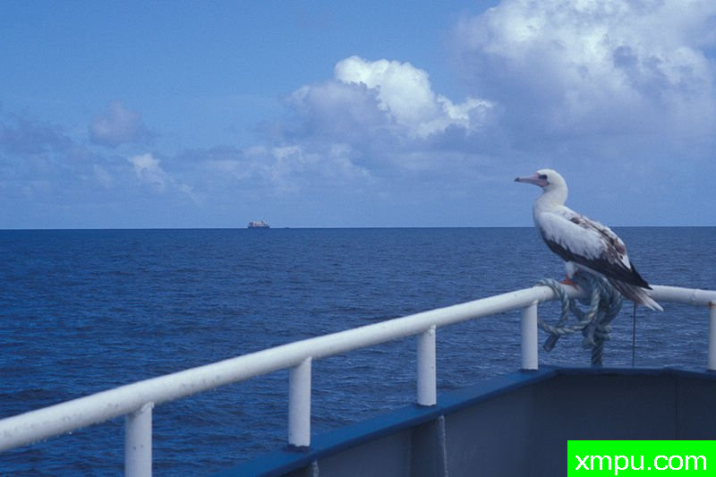 拉彼鲁兹叠翠-Starr--Scaevola_taccada