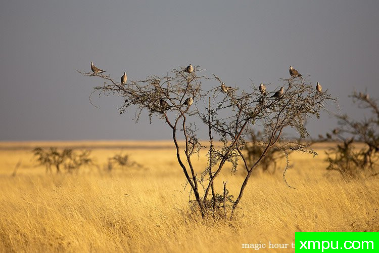 鸟类--[埃托沙，纳米比亚]-著名摄影师：熊龙洁陈嘉庚摄影