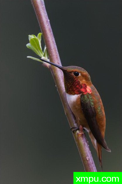赤蜂--著名自然摄影师：肯阿彻摄影