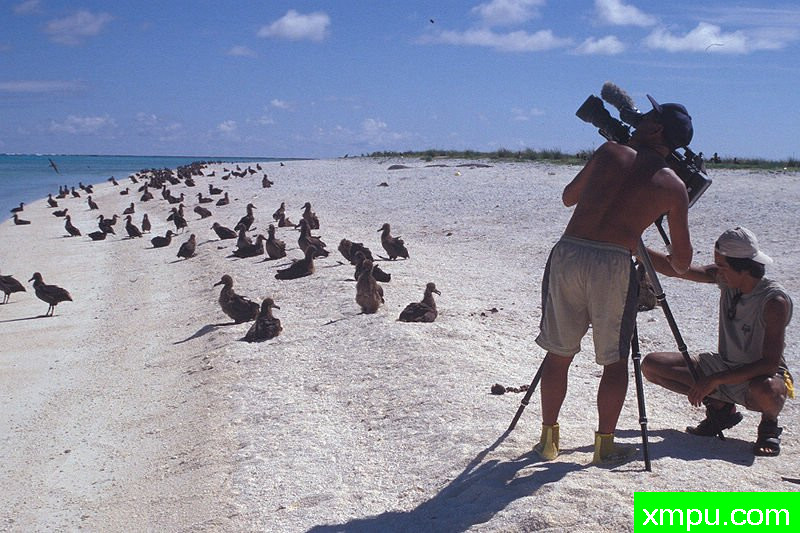利西安斯基岛--Starr--Eragrostis_variabilis