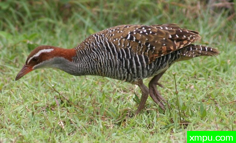 汤加鸟类-Buff-banded_Rail_Fafa_Island