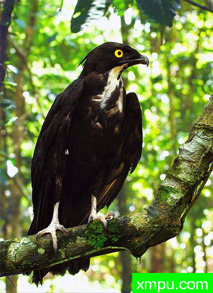 Macheiramphus_alcinus-color_corrected