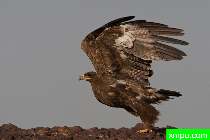 草原雄鹰展翅--摄影培育师：阿吉特Huilgol 摄影[美国]