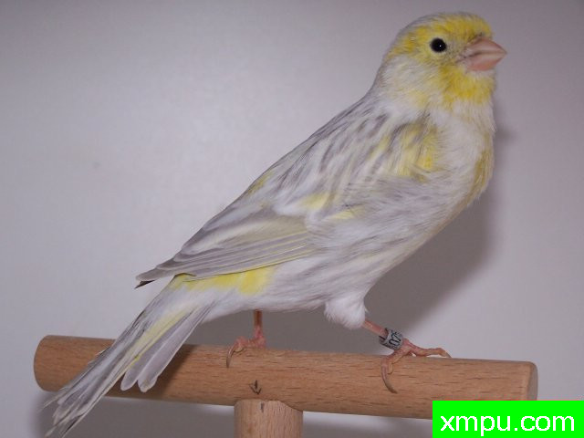 金丝雀--黄玛瑙镶嵌蛋白石[法国]