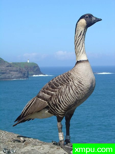布兰塔-Branta_sandvicensis_-Kilauea_Point_National_Wildlife_