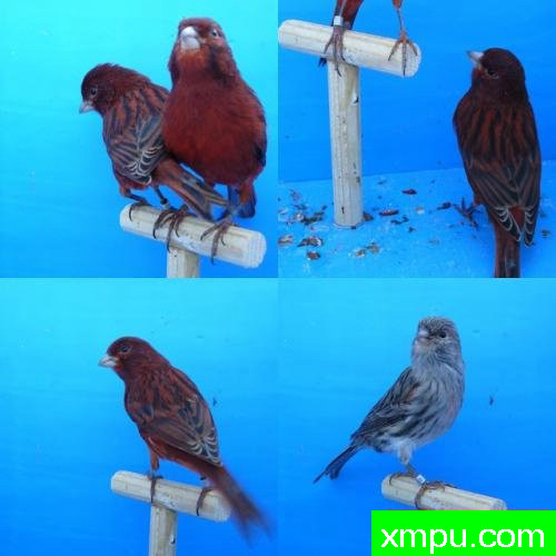 金丝雀--蛇纹桂皮--摄影师：lipo mosaique rouge 88 [法国]