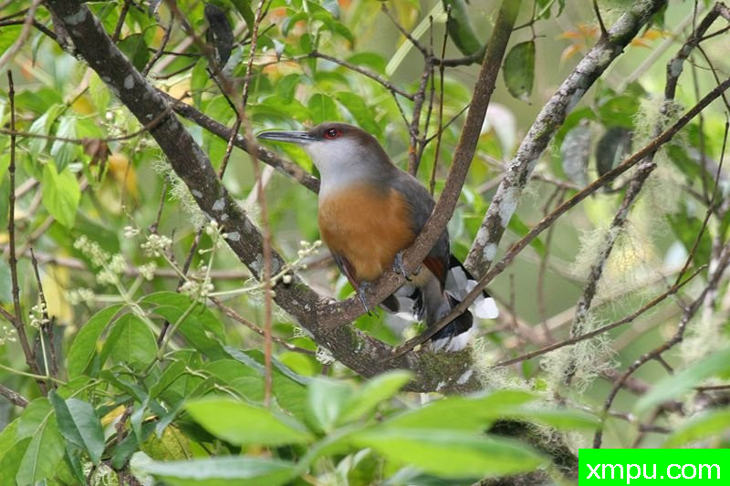 Cuck -Jamaican_Lizard-Cuckoo[牙买加]