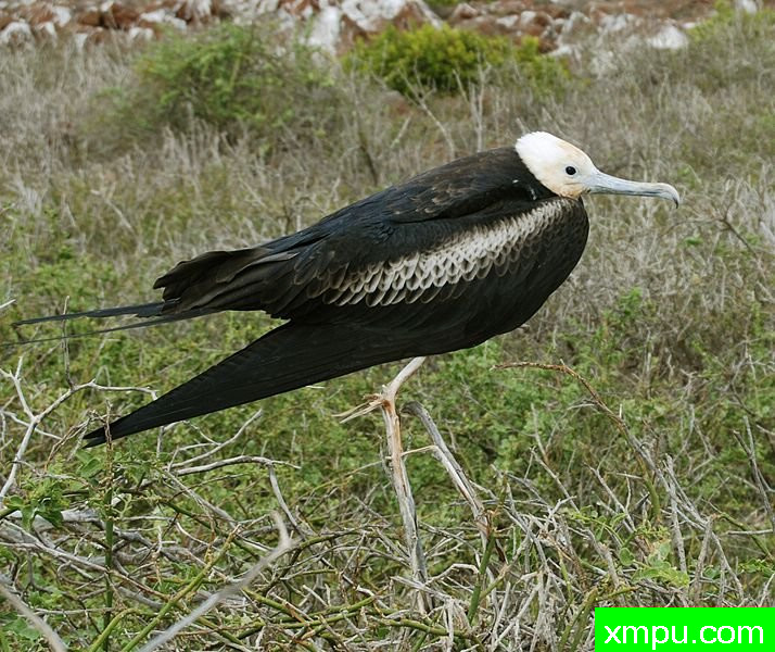 西摩北岛鸟类---Fregata_magnificens-juvenile