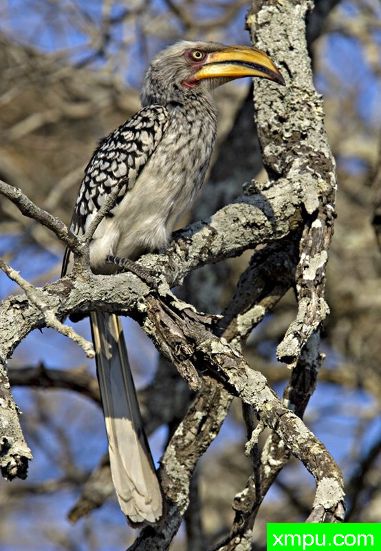 随着黄河帐单杀死犀鸟[南非狮子 ]---摄影师：迈克尔莫斯