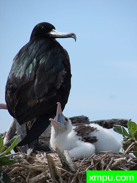 Starr_ 中途岛--无人居住的岛屿 Tournefortia_argentea