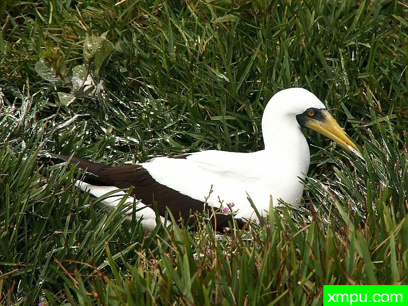 Maskentoepel_ Maskentoepel[河格拉夫...]