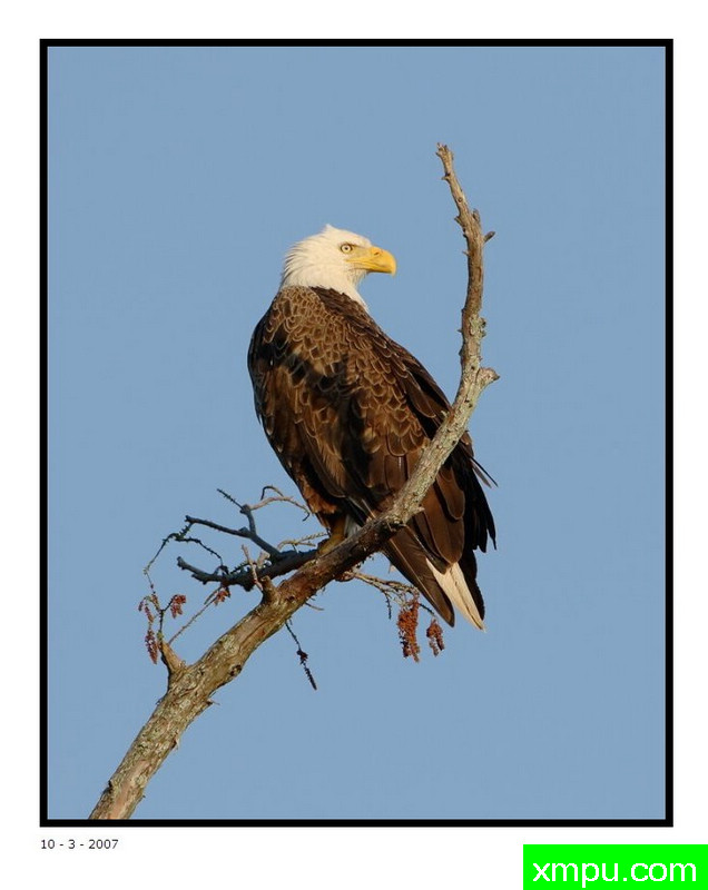 白头雕---摄影师：大卫肖摄影