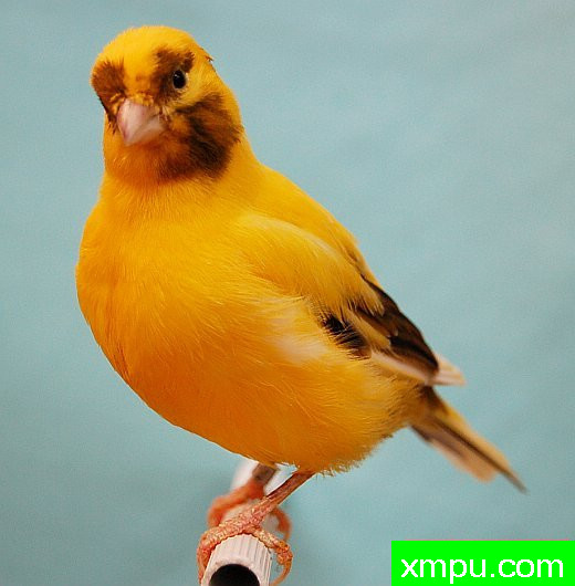 金丝雀--黄色斑法夫[意大利]
