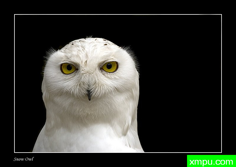 斯诺奥尔---摄影师：温迪德角摄影