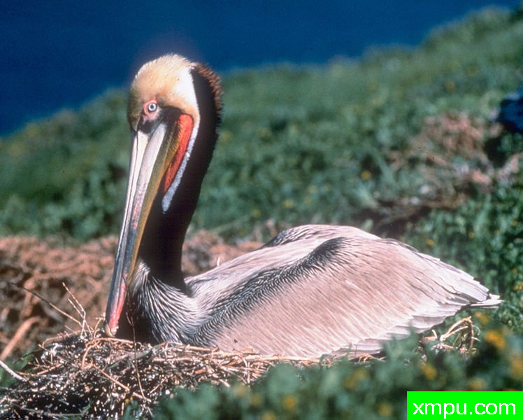 阿纳卡帕-加州乙-Anacapa-California-Brown-Pelican