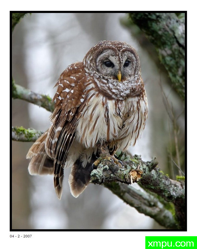 保暖照片 - 在pbase_com大卫肖万张照片