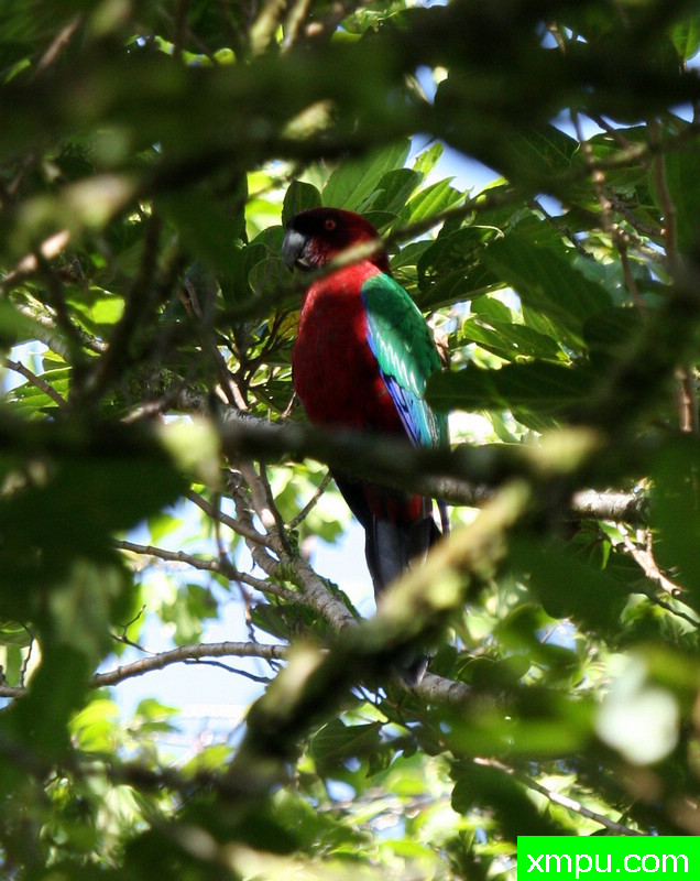 红色的光辉--Red_Shining-Parrot --塔韦马尼岛，斐济