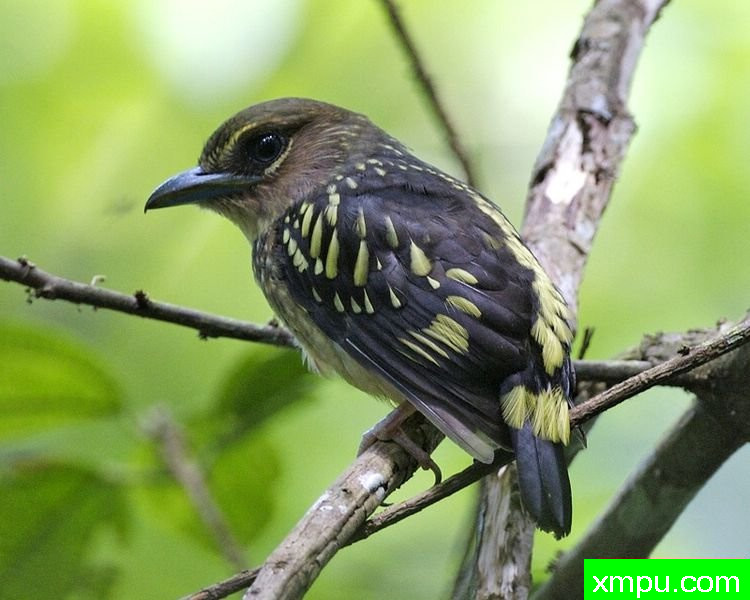 Eurylaimus_javanicus_wild