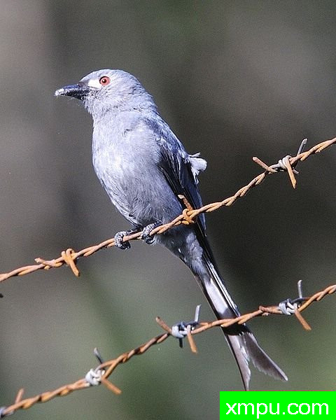 灰卷尾-Ashy_Drongo-icrurus_leucophaeus