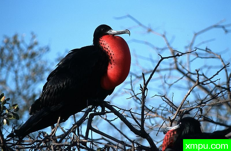 西摩北-Fregattvogel-North_Seymour