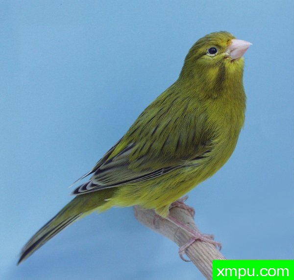 金丝雀-青丝玉鸟---著名摄影师：canarisliegeois摄影
