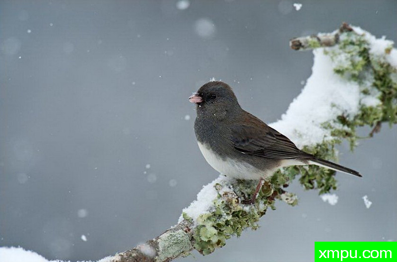 粉嘴灰雀--著名摄影师：大卫考特尼摄影