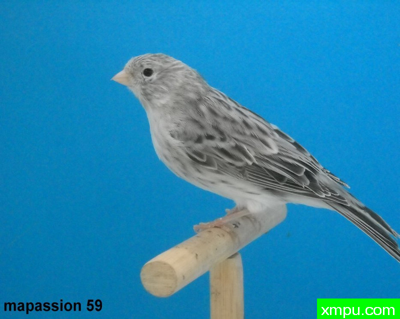 金丝雀-蛇纹玛瑙---著名摄影师：mapassion593112摄影