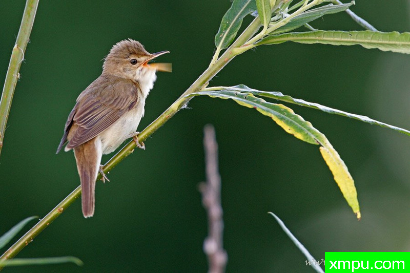 沼泽莺（Acrocephalus沼泽）---著名摄影师：Cezar摄影