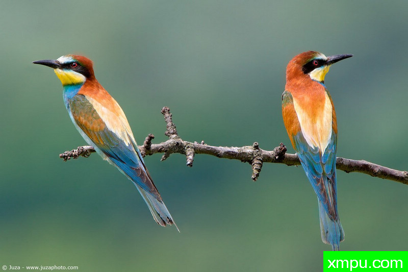 食蜜蜂鸟[欧洲]