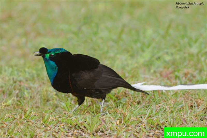 天堂蝴蝶结尾鸟.