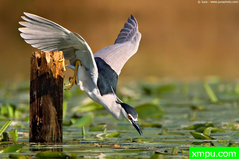 夜鹭--摄影师：Juza电子艺界[意大利]