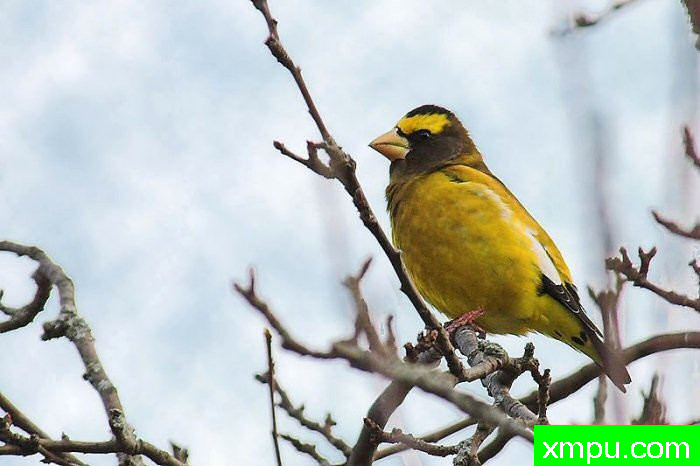 晚上格罗斯比克