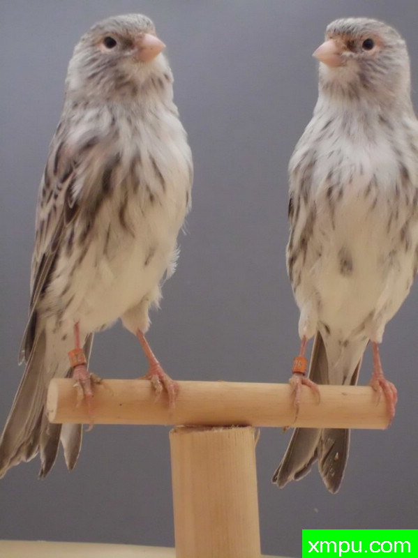 金丝雀-麻蛇纹相思2011年04[品种：蛇纹]---著名摄影师： trainer