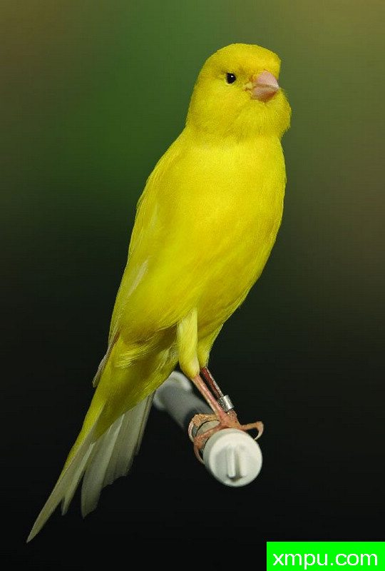 金丝雀--bernois---冠军西班牙队在塞维利亚，90分