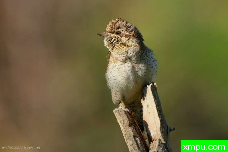 斜颈（Jynx torquilla）---著名摄影师：Cezar摄影